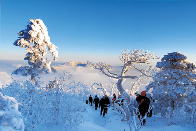 ▲ 겨울 태백산을 오르는 등산객들.  사진제공=태백시