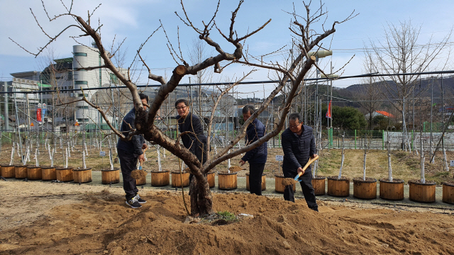 ▲ 홍천지역 최초의 신품종인 대홍복숭아 시조목이 최근 농업기술센터 내에 이식됐다.