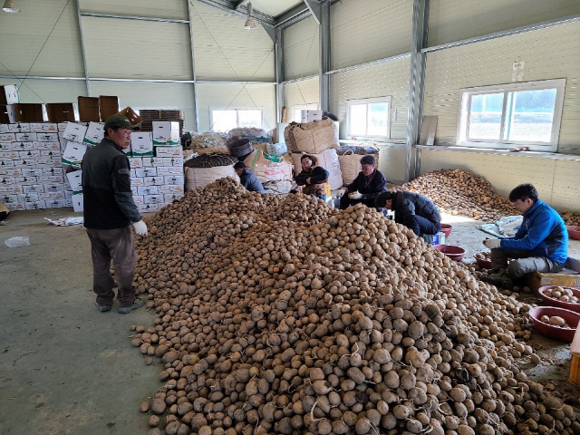 ▲ 인제군농업기술센터 직원들은 24일 코로나19로 일손난을 겪고 있는 감자 재배농가에서 일손돕기를 실시했다.
