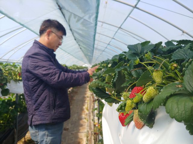▲ 춘천에서 딸기 농사를 짓는 성문용(57) 맛짱딸기농장 대표가 코로나19 여파로 수출 판로를 찾지 못해 고심하고 있는 가운데 수확을 앞둔 딸기를 살펴보고 있다. 권소담