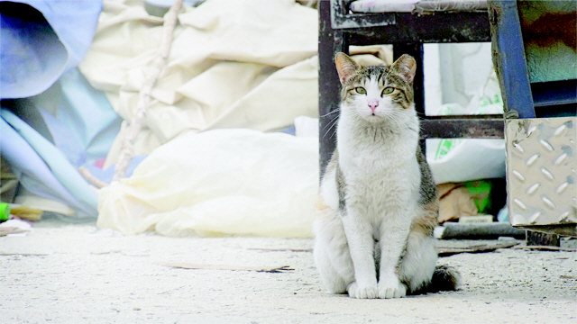 ▲ 고양이 집사 스틸컷.