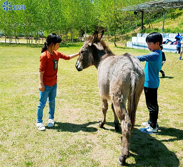  당나귀와 놀기