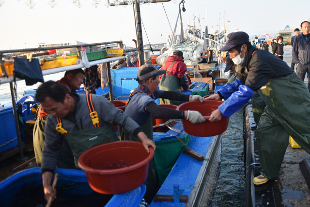 동해안 오징어 조업이 본격화 되면서 속초 동명항이 활기를 띄고 있다.이른아침 배에서 오징어를 내리고 있는 어민들