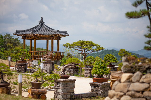 ▲ 야생화분재원