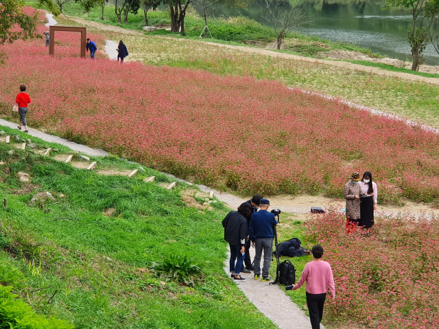 ▲ 영월읍 삼옥2리 먹골마을 동강변에 올해 조성됐던 붉은 메밀꽃밭 풍경.