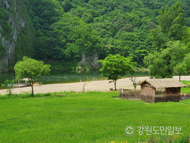 ▲ 영월읍 동강변 먹골마을 청보리밭이 초록빛 싱그러운 물결을 선보이고 있다.