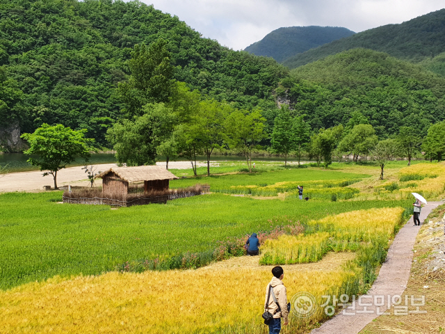 ▲ 영월읍 동강변 먹골마을 청보리밭에 사진작가들의 발길이 이어지고 있다.