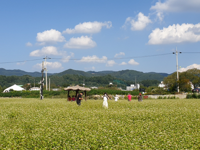 올해 평창효석문화제는 취소됐지만 축제장에는 메밀꽃이 만개해 아름다운 풍경을 선보이고 있다.