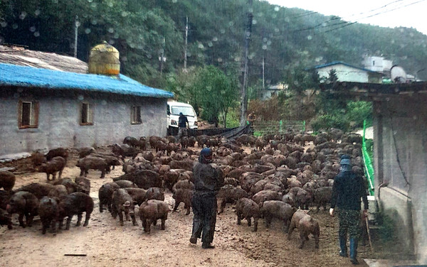 ▲ A 농장에서 사육되고 있는 돼지들 모습.