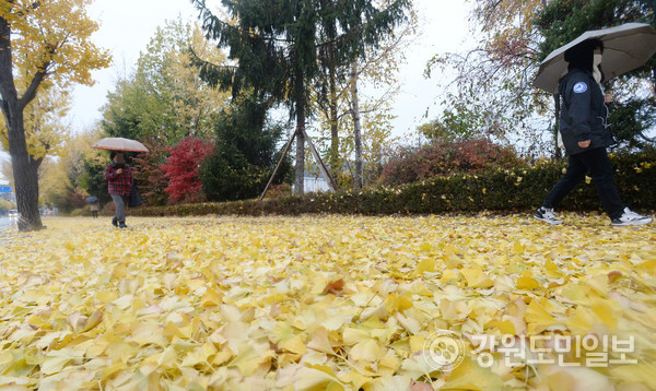 가을비가 내린 1일 춘천교대 앞 거리에서 떨어진 낙엽 위로 시민들이 우산을 쓰고 걷고 있다. 방도겸