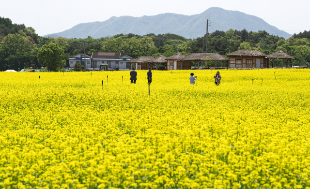 철원 고석정 꽃밭에 노란 유채꽃이 만개해 관람객들이 사진을 찍으며 인생샷을 남기고 있다.  이재용