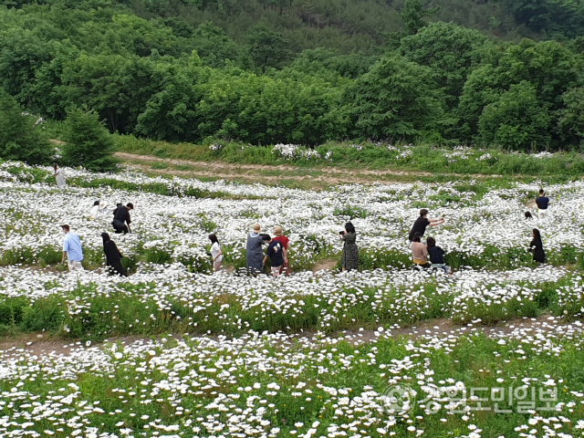 ▲ 천상의 화원으로 전국적인 인기를 끌고 있는 평창군 미탄면 청옥산 육백마지기 야생화생태단지의 샤스타데이지 꽃이 사라져 천상의 화원의 명성이 퇴색하고 관광객들의 실망을 사고 있다. 지난해 모습. 신현태