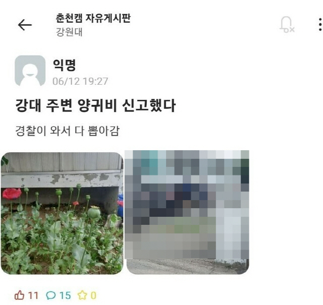 ▲ 지난 12일 한 온라인 커뮤니티 게시판에 강원대 인근에서 양귀비가 재배돼 신고했다는 글이 올라왔다. 해당 게시물 캡처