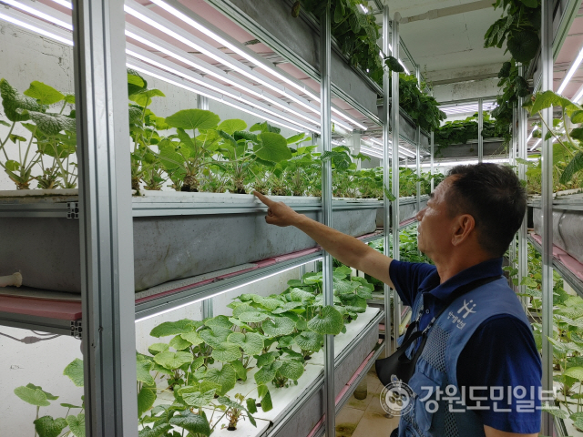 ▲ 류상옥 로보팜 공동대표가 재배동 배지에서 자라고 있는 고추냉이를 가리키고 있다.