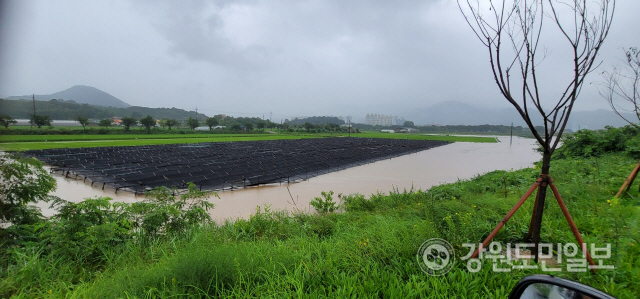 ▲ 9일 원주에 내린 폭우로 문막읍 섬강변 인삼밭이 침수됐다.