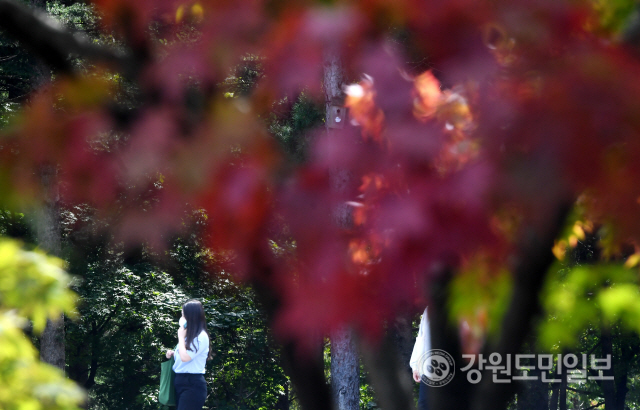 ▲ 강원대학교 춘천캠퍼스에 단풍이 들기 시작하며 성큼 다가온 가을을 느끼게하고 있다. 김정호