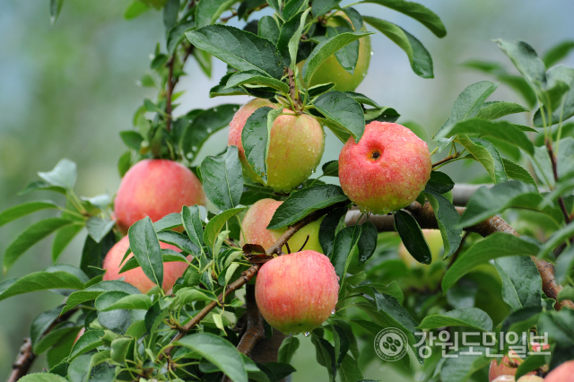 ▲ 양구지역 가을 사과의 수확작업이 10월 초순부터 하순까지 본격적으로 진행된다. 양구 사과가 탐스럽게 익어가는 모습.