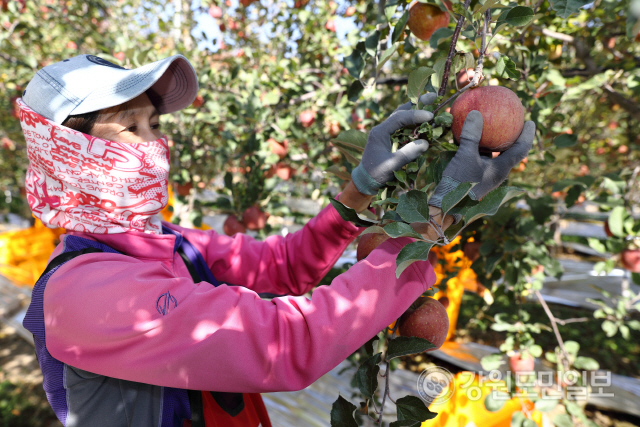 ▲ 양구지역 가을 사과의 수확작업이 10월 초순부터 하순까지 본격적으로 진행된다. 농업인이 양구 사과를 수확하고 있다.