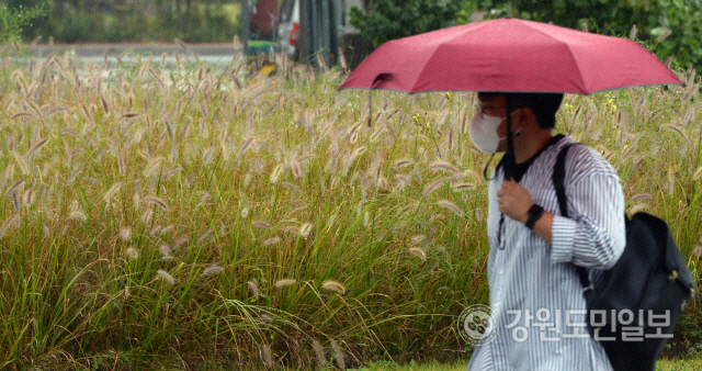 ▲ 춘천 김유정문학촌에서 관광객들이 우산을 쓰고 길을 걷고 있다. [강원도민일보 자료사진]