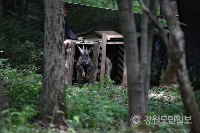 ▲ 양구 산양사향노루센터가 14일 오전 방산면 두타연 일원에서 산양 8마리를 자연으로 돌려보낸다. 2015년 산양 방사 모습.