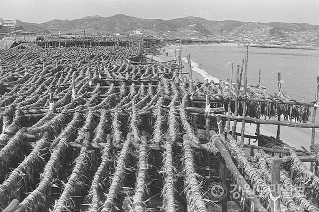 ▲ 1982년 거진 11리 해안가 명태덕장 모습