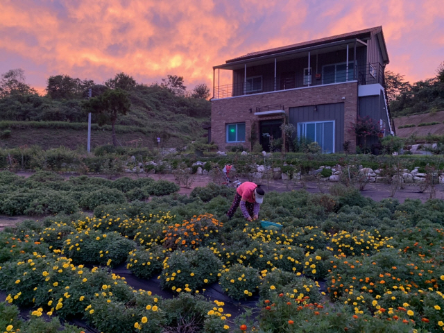횡성군 우천면에 소재한 두메향한방꽃차농업법인회사의 무농약 약욕식물 재배단지