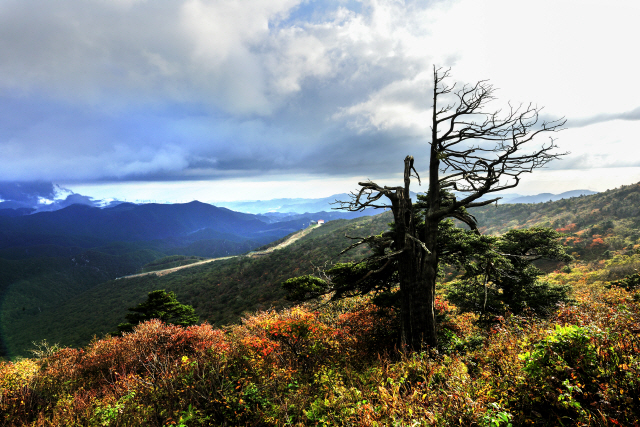 ▲ 함백산은 태백산의 한 봉우리로 분류되지만 해발고도로만 보면 최고 높이를 자랑한다. 사진은 함백산의 가을풍경.