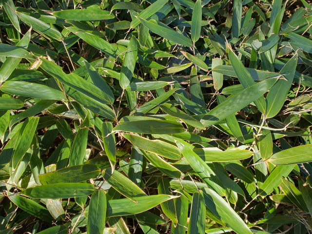 ▲ 산죽(조릿대)