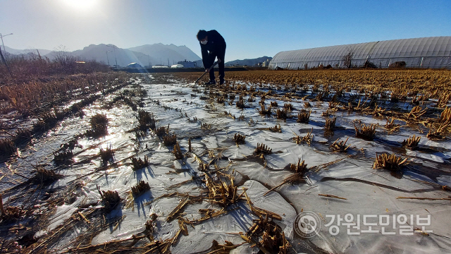 ▲ 30일 한파경보가 내려진 철원지역의 수확이 끝난 논에 얼음이 꽁꽁 얼어 맹추위를 실감케 하고 있다.