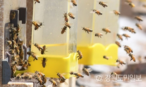 ▲ 춘천의 한 양봉농가에서 꿀벌들이 쉴 새 없이 벌통을 오가고 있다. [강원도민일보 자료사진]
