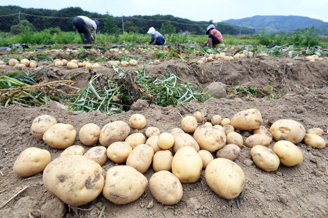 [최경진의 리빙+] 서민 음식 '감자', 맛·영양은 '부자'… 위 건강·혈압 조절·피부미용에 제격