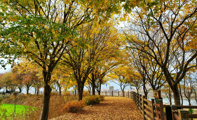 ▲ 사계절 인기를 끌고 있는 철원 김화읍 화강 느티나무 삼십리길이 최근 가을 정취를 한껏 뽐내고 있다.