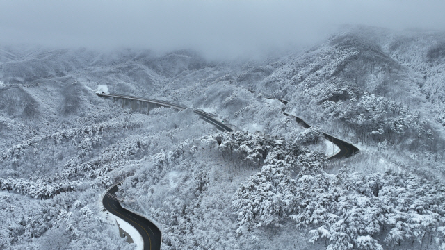 ▲ 21일 도내 영동지역에 많은 눈이 내린 가운데 강릉 대관령 도로 주변 나무에 눈이 내려 하얗게 변했다.  김정호