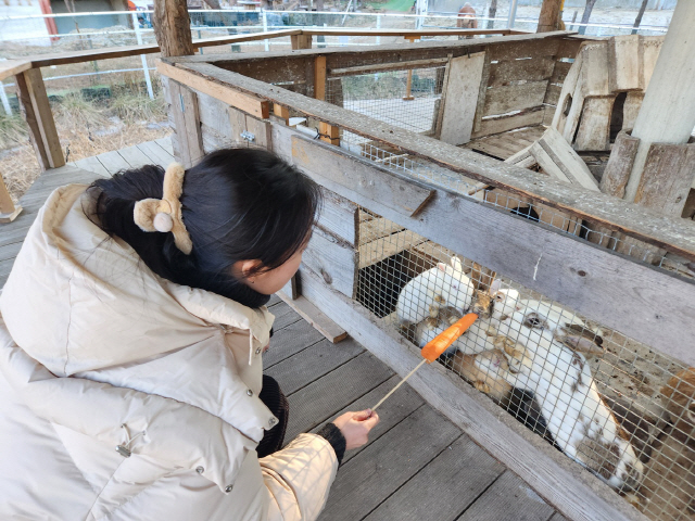 ▲ 뒷뜨루 야외 동물체험장에서 관광객이 토끼에게 당근을 주고 있다