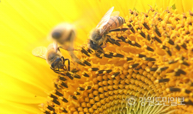 ▲ 꿀과 화분을 모으고 있는 꿀벌 모습. 강원도민일보 자료사진