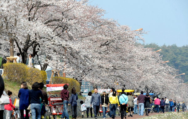 ▲ 경포 벚꽃축제가 열리는 강릉 경포호를 찾은 관광객 모습.