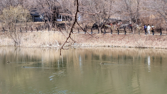 ▲ 23일 강원 춘천시 강촌에 위치한 문배마을 연못에 청둥오리들이 한가롭게 헤엄치고 있다. 김동화