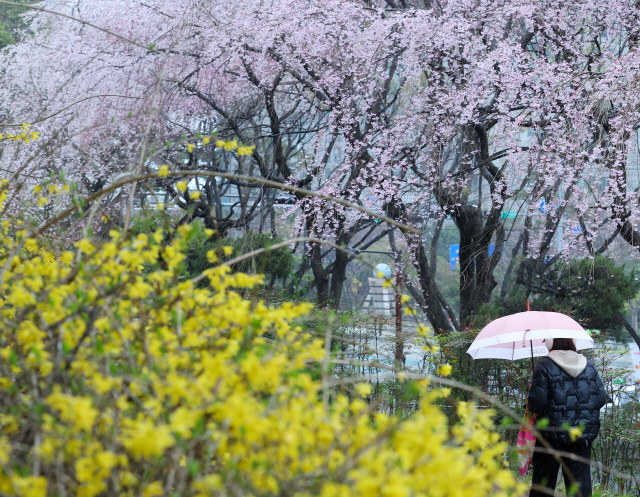 ▲ 봄비가 내린 25일 오후 부산 해운대구 한 거리에 활짝 핀 개나리와 벚꽃 사이로 우산을 쓴 시민들이 지나가고 있다. 부산 지역은 이날 벚꽃이 공식 개화했다. 연합뉴스