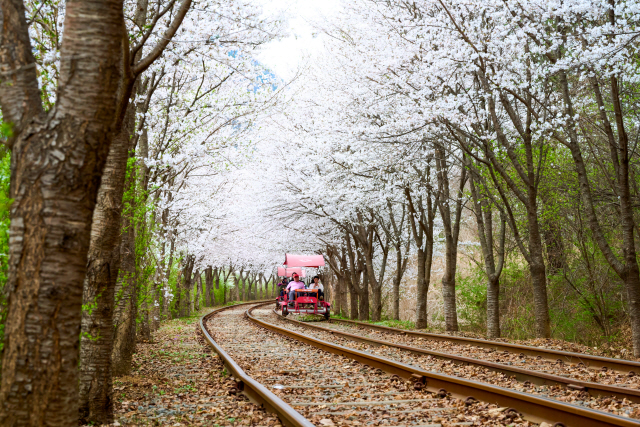 ▲ 벚꽃이 하늘을 덮어 터널을 이룬 구간을 지나는 경강 레일바이크
