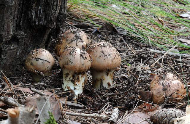 가을 진객 송이 내주부터 만날 수 있을까? < 양양 < 지역 < 기사본문 - 강원도민일보