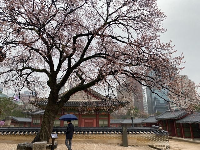 ▲ 덕수궁 석어당 앞 살구나무의 행화.