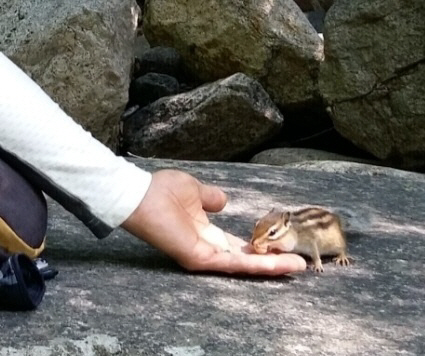 ▲ 봉정암 등산길에 만난 다람쥐
