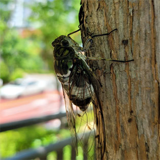 ▲ 매미 [강원도민일보 자료사진]