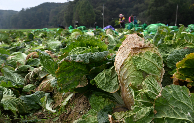 ▲ 최근 잦은 비와 높은 습도로 배추 생육 환경이 나빠지며 배추 잎마름병이 확산되자 30일 춘천 서면의 한 밭에서 서둘러 수확을 하고 있다.  김정호 기자
