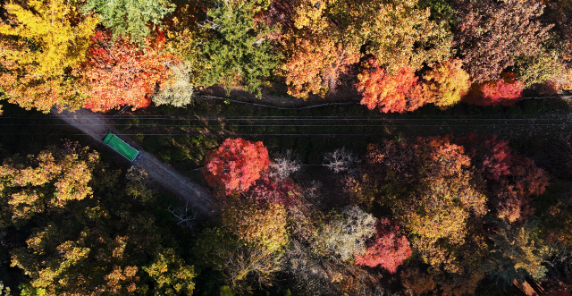 ▲ 포근한 가을 날씨를 보인 6일 춘천 남이섬 절정을 맞은 단풍을 보기 위해 몰린 행락객들로 붐비고 있다.  방도겸 기자