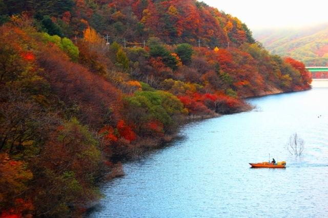 ▲ 9일 인제 소양호 일원에서 단풍이 짙게 물드는 호반을 배경으로 어부가 조업을 하고 있다. 인제군 제공