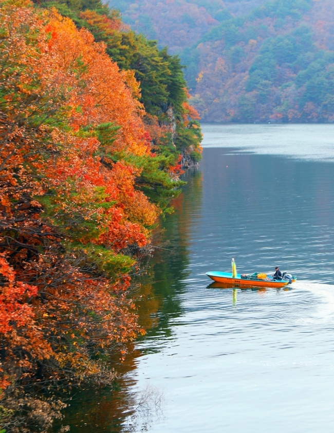 ▲ 9일 인제 소양호 일원에서 단풍이 짙게 물드는 호반을 배경으로 어부가 조업을 하고 있다. 인제군 제공