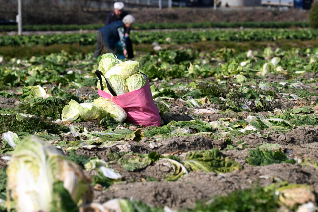 ▲ 13일 춘천 서면의 한 배추밭에서 시민들이 수확이 끝나고 남겨진 배추들을 찾아 ‘이삭줍기’를 하고 있다.  김정호 기자