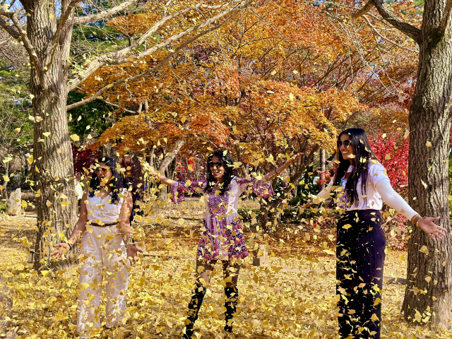 ▲ 춘천 남이섬은 13일 서울 송파구에서 깨끗하게 수거한 20여t의 은행잎으로 섬 중앙 100여m 구간에 ‘송파은행나무길’을 조성했다. 관광객들이 은행잎을 날리며 즐거워하고 있다.  남이섬 제공