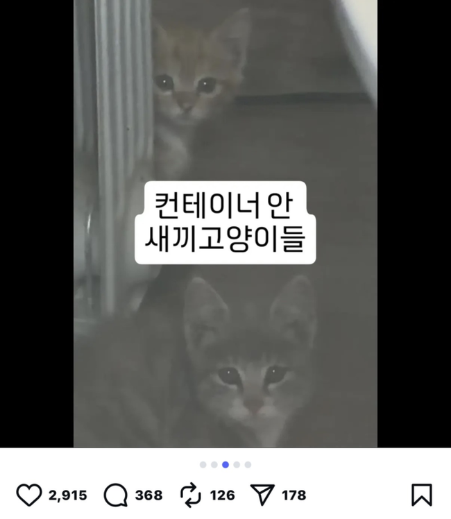 ▲ 동물보호활동가의 SNS에 게시된 원주 사유지 컨테이너 길고양이 학대 의혹. 인스타그램 ‘catholicchoi’